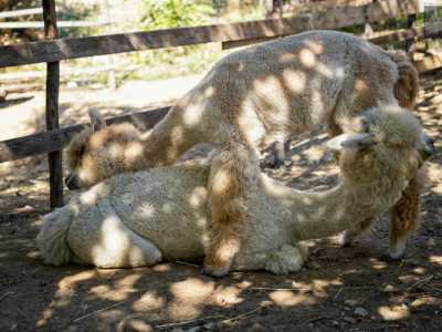 Gli alpaca sono inoltre teneri e fedeli. In Per� vengono anche utilizzati come compagni di viaggio e animali da soma per gli spostamenti in lungo e largo per le altissime Ande. Se notano l�uomo in difficolt� non vanno avanti senza di lui: lo aspettano e addirittura cercano di aiutarlo